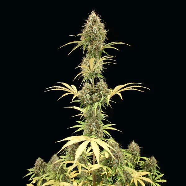 Royal Queen Seeds Amnesia Haze Auto 3 Samen