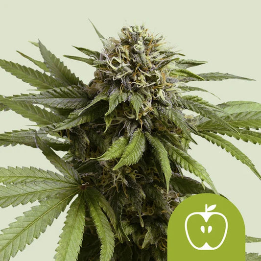 Royal Queen Seeds Apple Fritter Auto 3er Pack