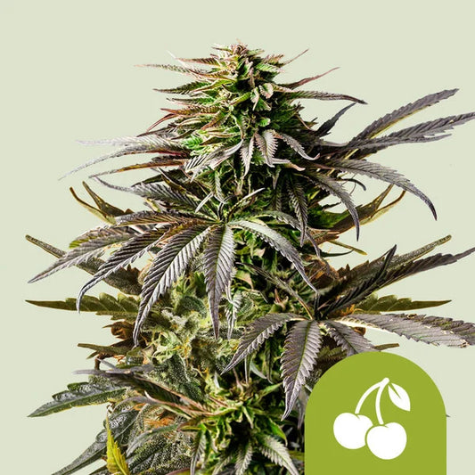 Royal Queen Seeds Cherry Pie Auto 3er Pack