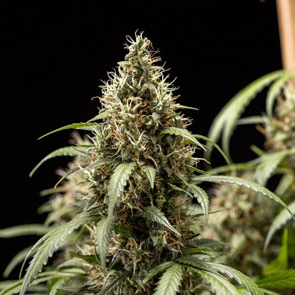 Royal Queen Seeds Cookies Gelato Auto 3er Pack