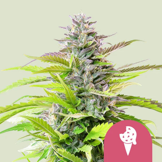 Royal Queen Seeds Cookies Gelato Feminisiert 3er Pack