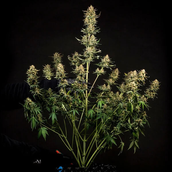 Royal Queen Seeds Fat Banana Auto 3er Pack