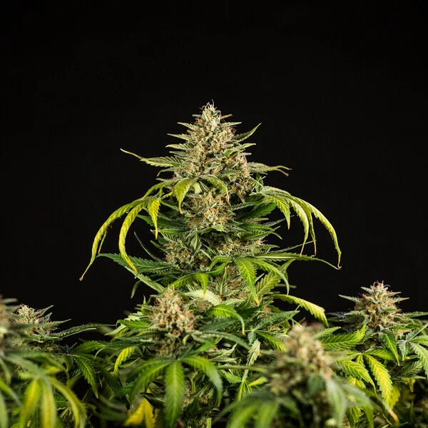 Royal Queen Seeds,Green Gelato Automatic 3er Pack