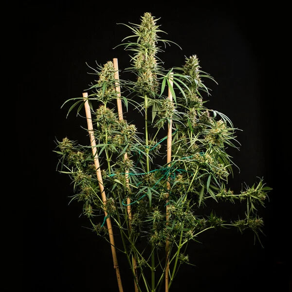 Royal Queen Seeds HulkBerry Auto 3er Pack
