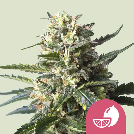 Royal Queen Seeds Lemon Shining Silver Haze Feminisiert 3er Pack