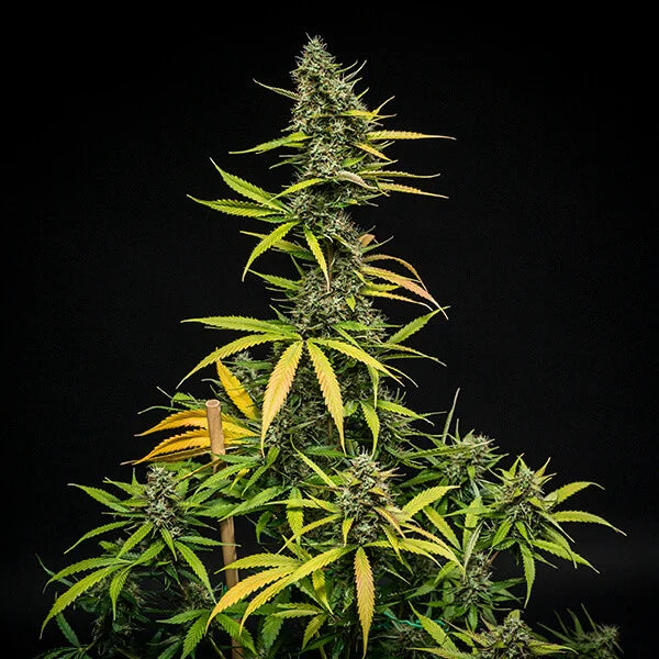 Royal Queen Seeds Mimosa Auto VE 3 Stück Sativa 65% Indica 30% Ruderalis 5%