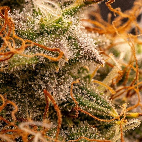 Royal Queen Seeds Northern Light Auto 3er Pack