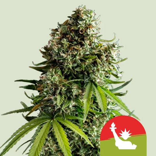 Royal Queen Seeds Tyson NYC Sour D Auto 3er Pack