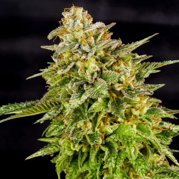 Royal Queen Seeds O.G.Kush Feminisiert 3er Pack