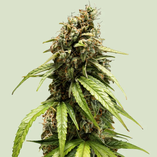 Royal Queen Seeds Orion F1 Hybrid Auto 3er Pack