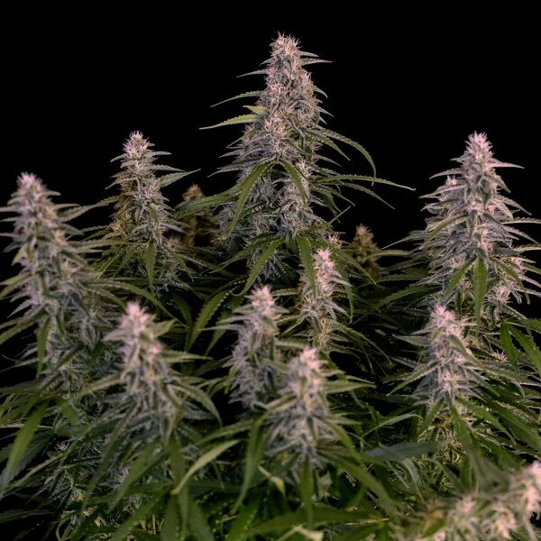 Royal Queen Seeds Orion F1 Hybrid Auto 3er Pack