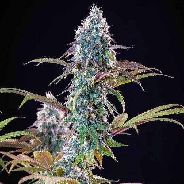 Royal Queen Seeds Tyson Punch Pie Feminisiert 3er Pack