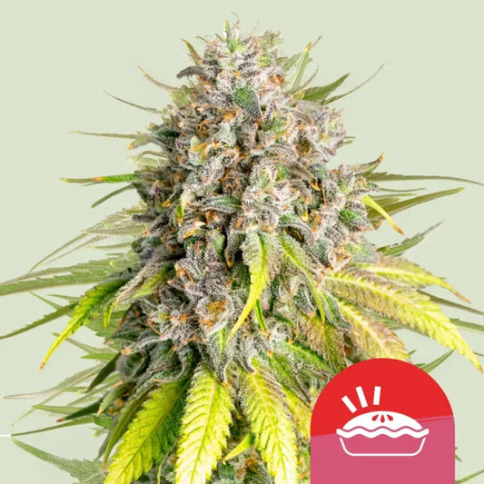 Royal Queen Seeds Tyson Punch Pie Feminisiert 3er Pack