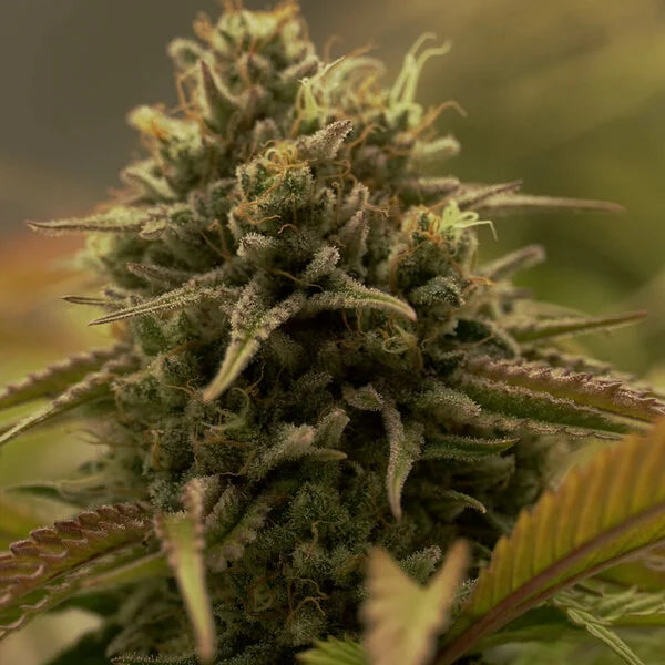 Royal Queen Seeds Purple Queen Feminisiert 3er Pack