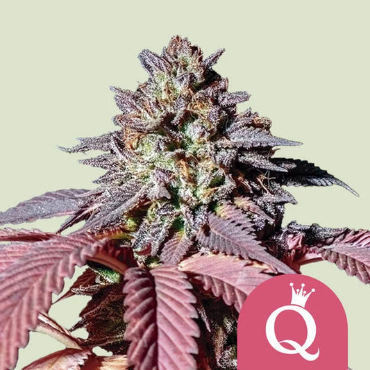 Royal Queen Seeds Purple Queen Feminisiert 3er Pack