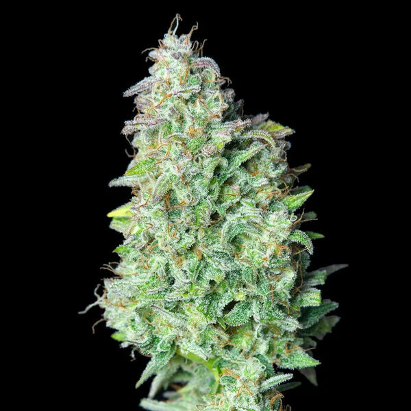 Royal Queen Seeds Quick One Auto 3er Pack