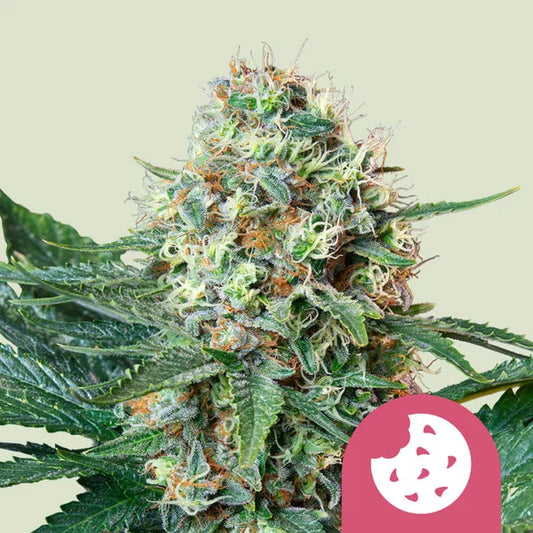Royal Queen Seeds Royal Cookies Feminisiert 3er Pack