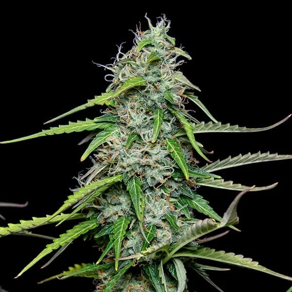 Royal Queen Seeds Royal Gorilla Auto 3er Pack