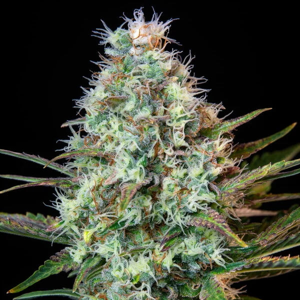 Royal Queen Seeds Royal Runtz Feminisiert 3er Pack