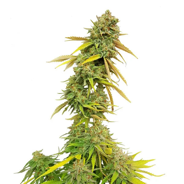 Royal Queen Seeds Special Queen 1 Femenisiert 3er Pack