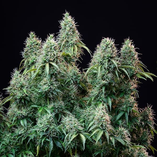 Royal Queen Seeds Amnesia Haze Auto 3 Samen