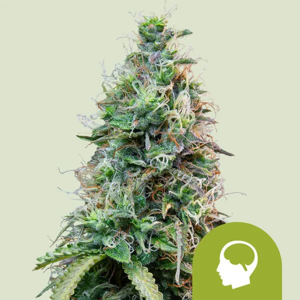 Royal Queen Seeds Amnesia Haze Auto 3 Samen