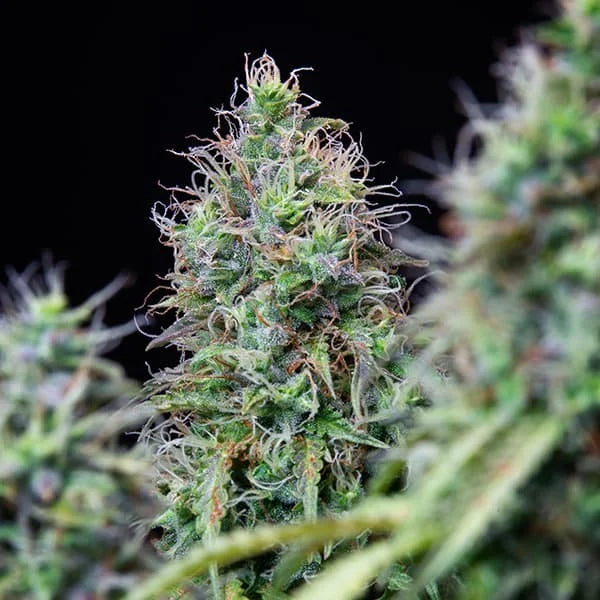 Royal Queen Seeds Amnesia Haze Auto 3 Samen