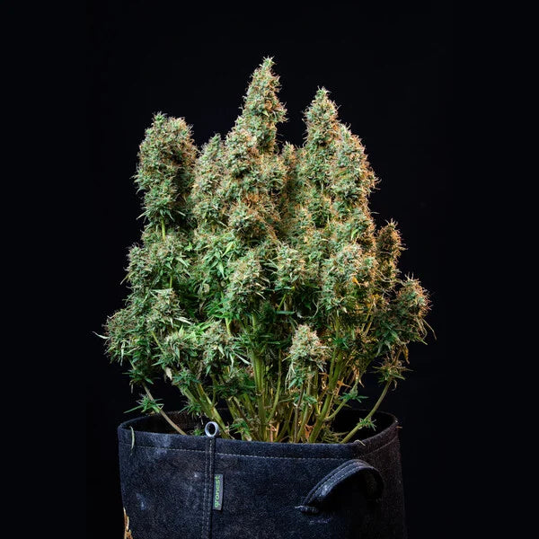 Royal Queen Seeds Amnesia Haze Auto 3 Samen