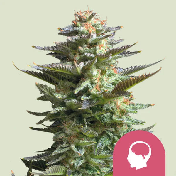 Royal Queen Seeds Amnesia Haze Feminisiert 3er Pack