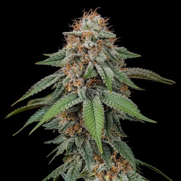 Royal Queen Seeds Amnesia Haze Feminisiert 3er Pack