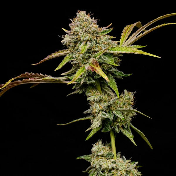 Royal Queen Seeds Amnesia Haze Feminisiert 3er Pack