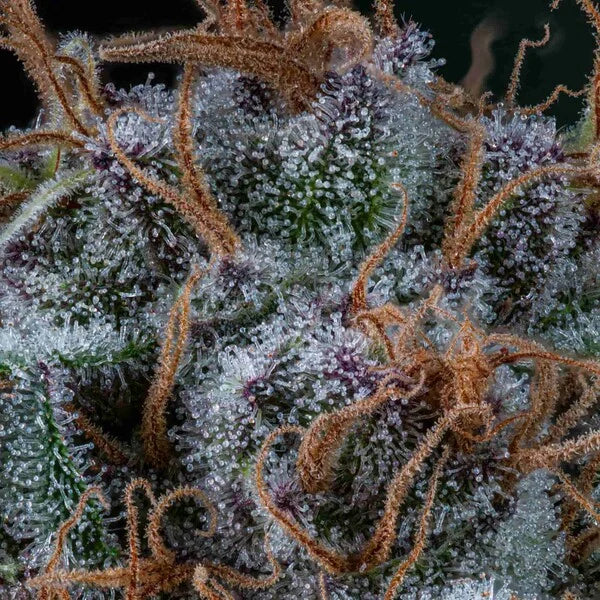 Royal Queen Seeds Amnesia Haze Feminisiert 3er Pack