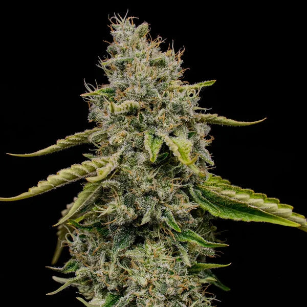 Royal Queen Seeds Amnesia Haze Feminisiert 3er Pack