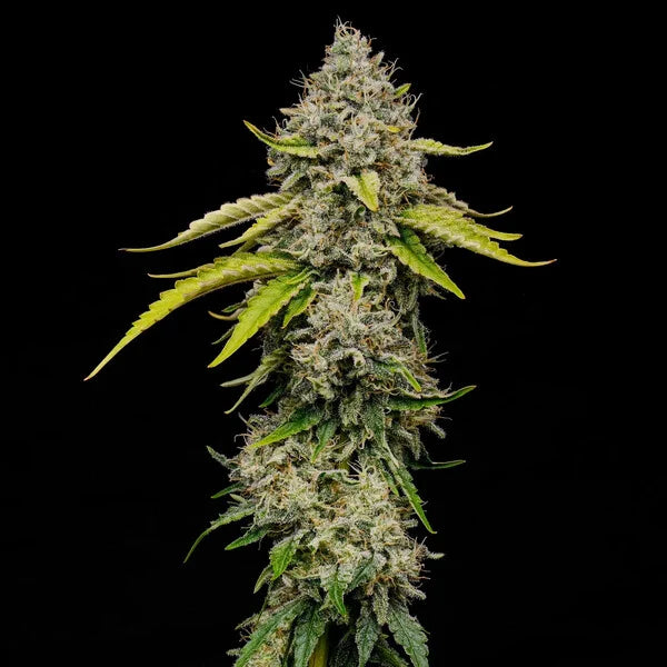 Royal Queen Seeds Amnesia Haze Feminisiert 3er Pack
