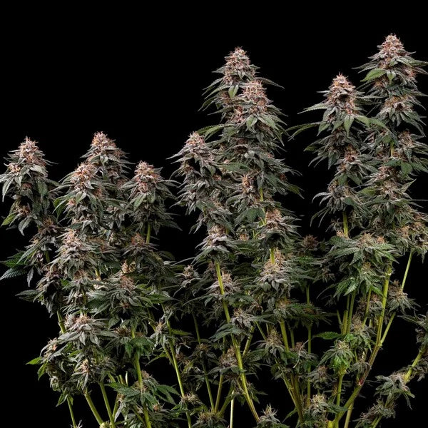 Royal Queen Seeds Amnesia Haze Feminisiert 3er Pack