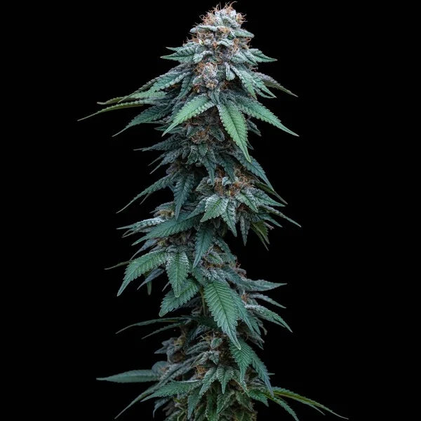 Royal Queen Seeds Amnesia Haze Feminisiert 3er Pack