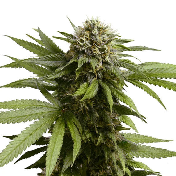 Royal Queen Seeds Apple Fritter Auto 3er Pack
