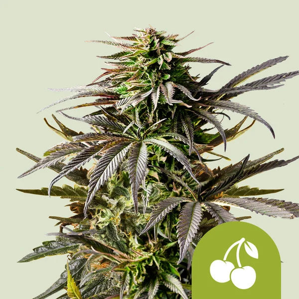 Royal Queen Seeds Cherry Pie Auto 3er Pack