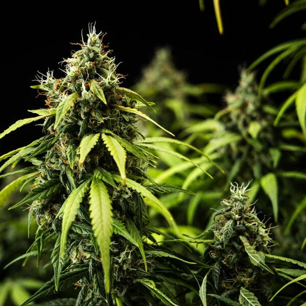 Royal Queen Seeds Cherry Pie Auto 3er Pack