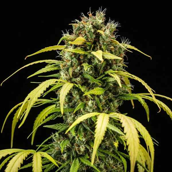 Royal Queen Seeds Cherry Pie Auto 3er Pack