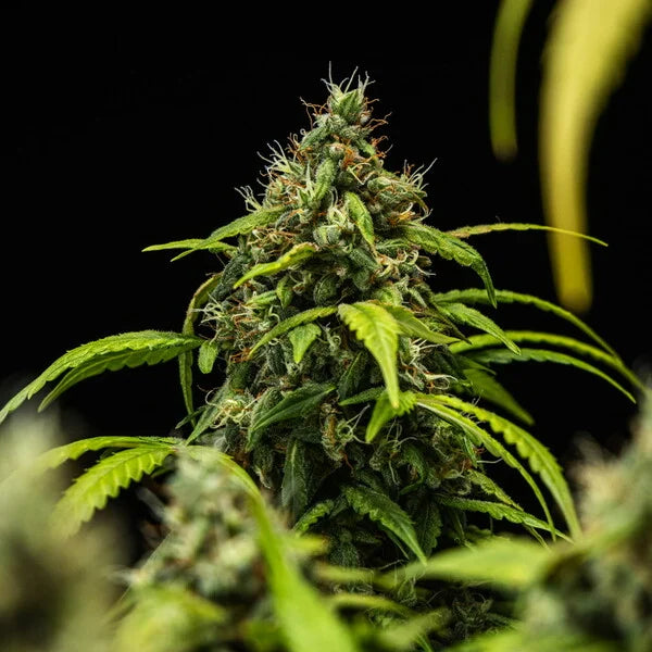 Royal Queen Seeds Cherry Pie Auto 3er Pack