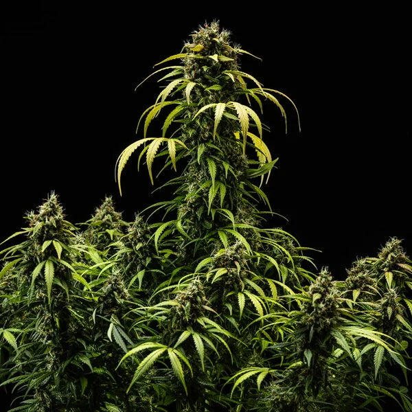 Royal Queen Seeds Cherry Pie Auto 3er Pack