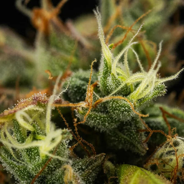 Royal Queen Seeds Cherry Pie Auto 3er Pack
