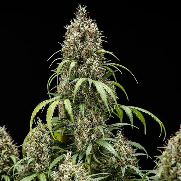 Royal Queen Seeds Cookies Gelato Auto 3er Pack