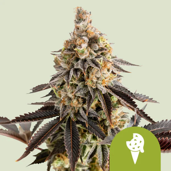 Royal Queen Seeds Cookies Gelato Auto 3er Pack