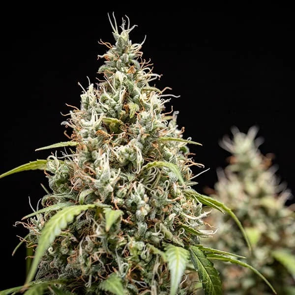 Royal Queen Seeds Cookies Gelato Auto 3er Pack