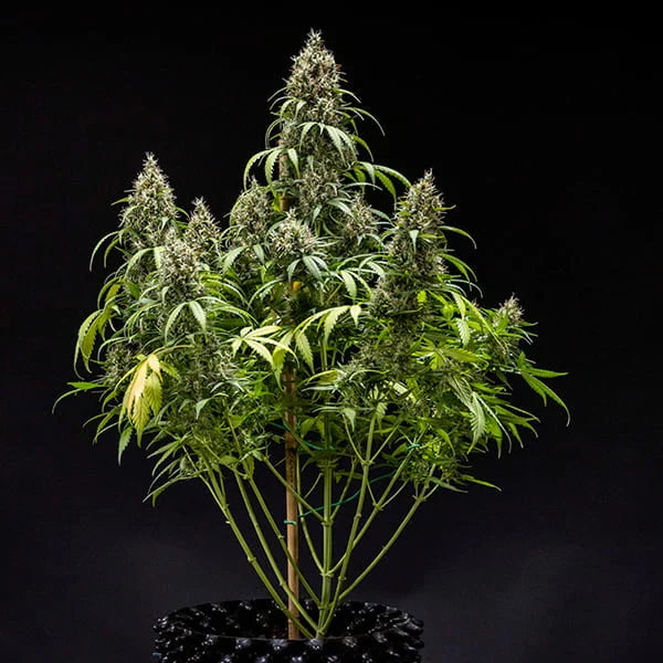 Royal Queen Seeds Cookies Gelato Auto 3er Pack