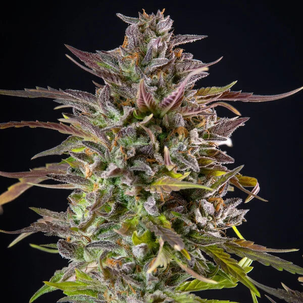 Royal Queen Seeds Cookies Gelato Feminisiert 3er Pack