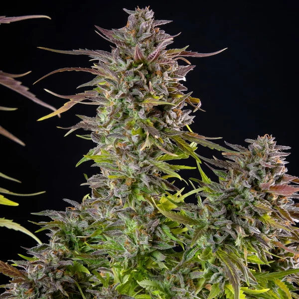 Royal Queen Seeds Cookies Gelato Feminisiert 3er Pack