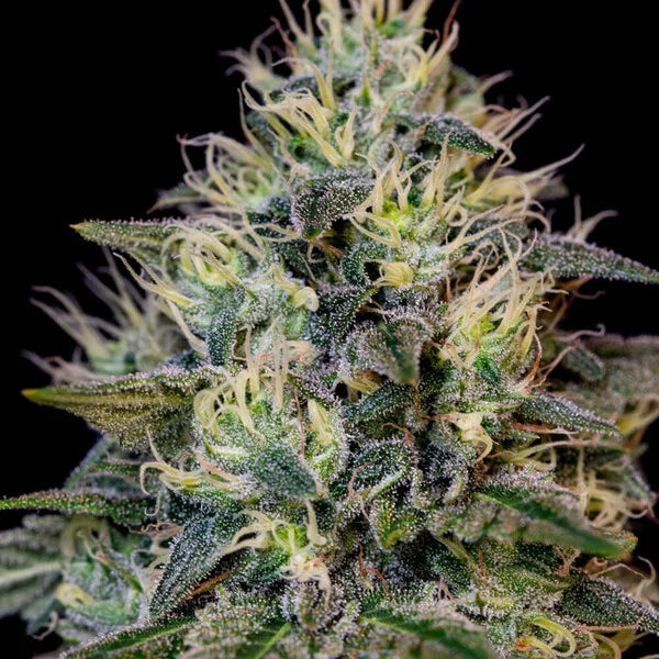 Royal Queen Seeds Cookies Gelato Feminisiert 3er Pack